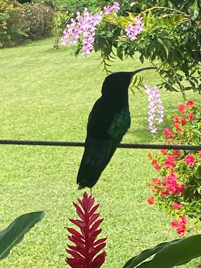 Case Oiseaux De Paradis Avec Piscine Sainte-Rose Holiday home